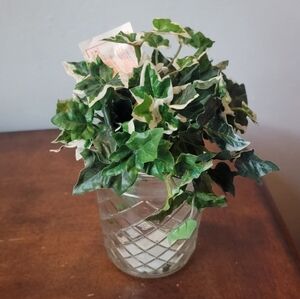 Ivy Accent Picks-Assorted